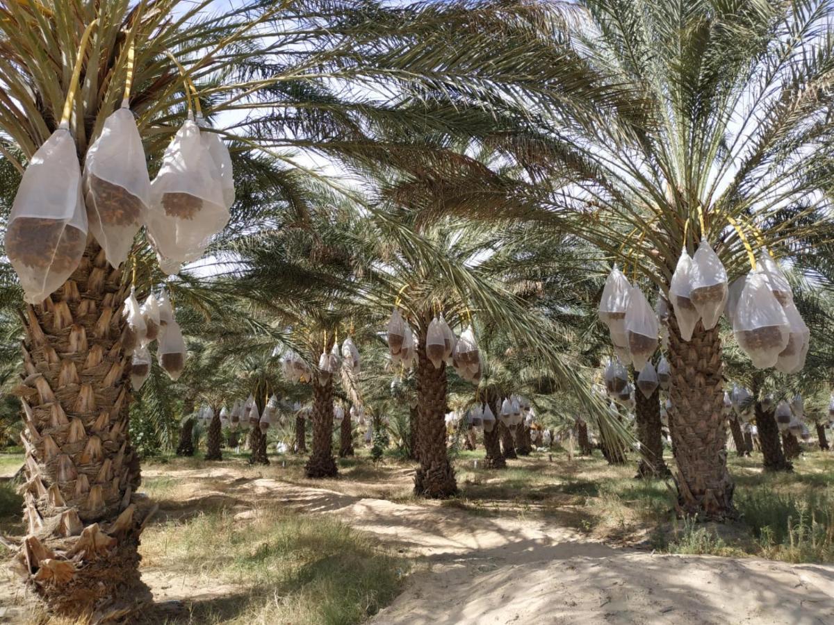 Grand Sud, La Maison De Sable Douz Esterno foto